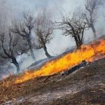 بیش از ۳۹۰ هکتار از اراضی و جنگل‌های خوزستان خسارت دیدند